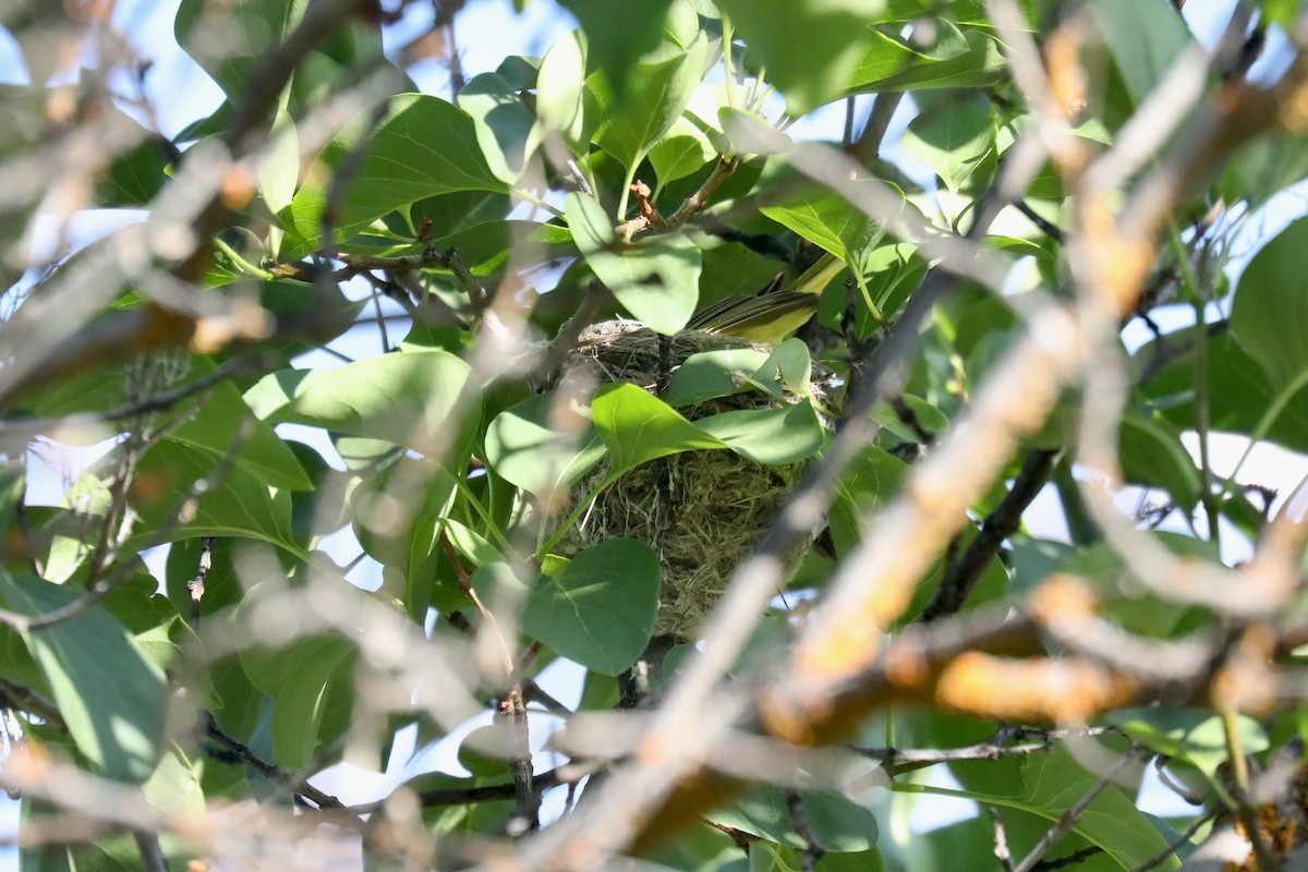 Northern Yellow Warbler - ML645185996