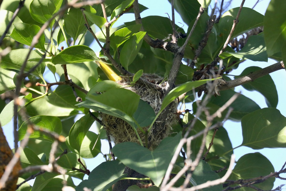 Northern Yellow Warbler - ML645185997