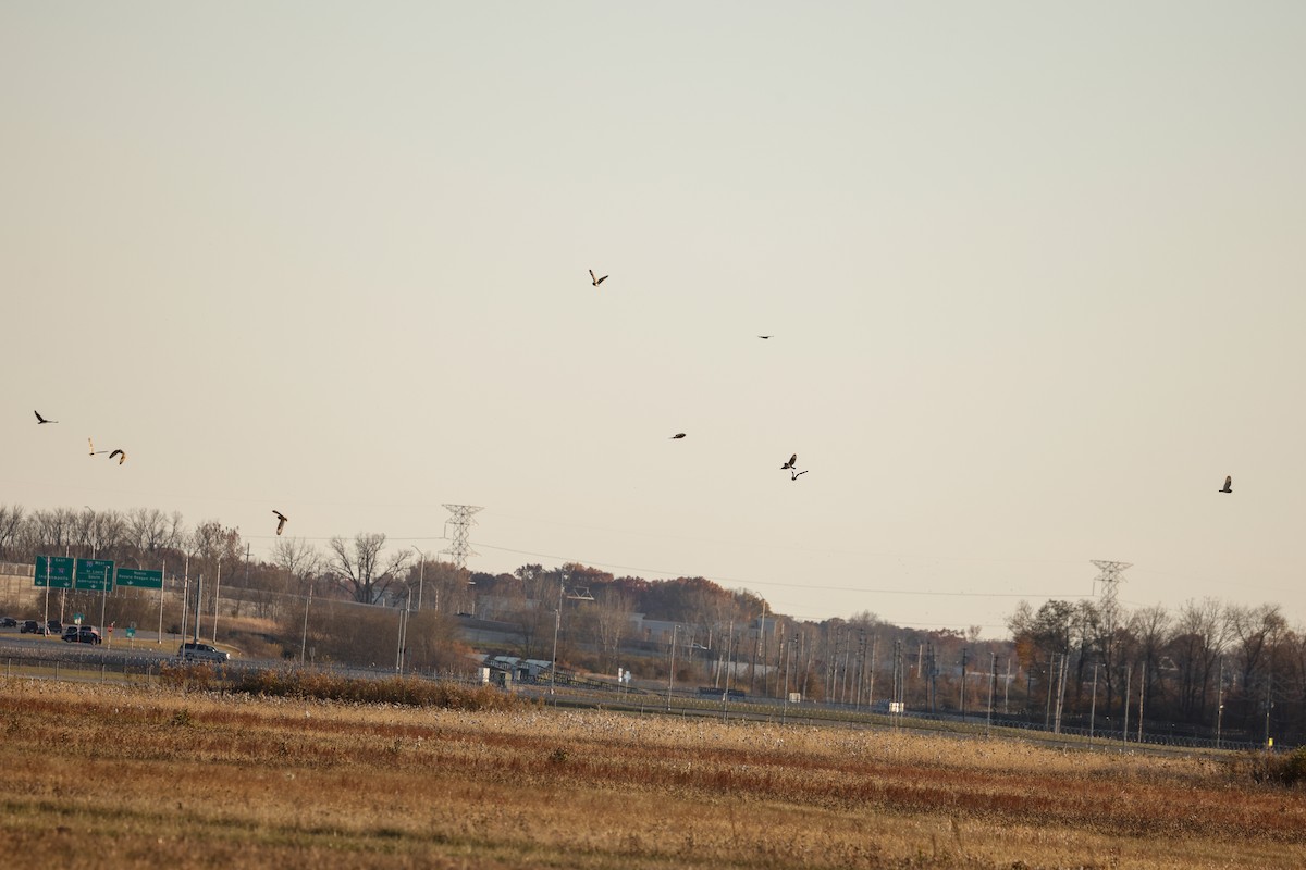 Kır Baykuşu - ML645185998