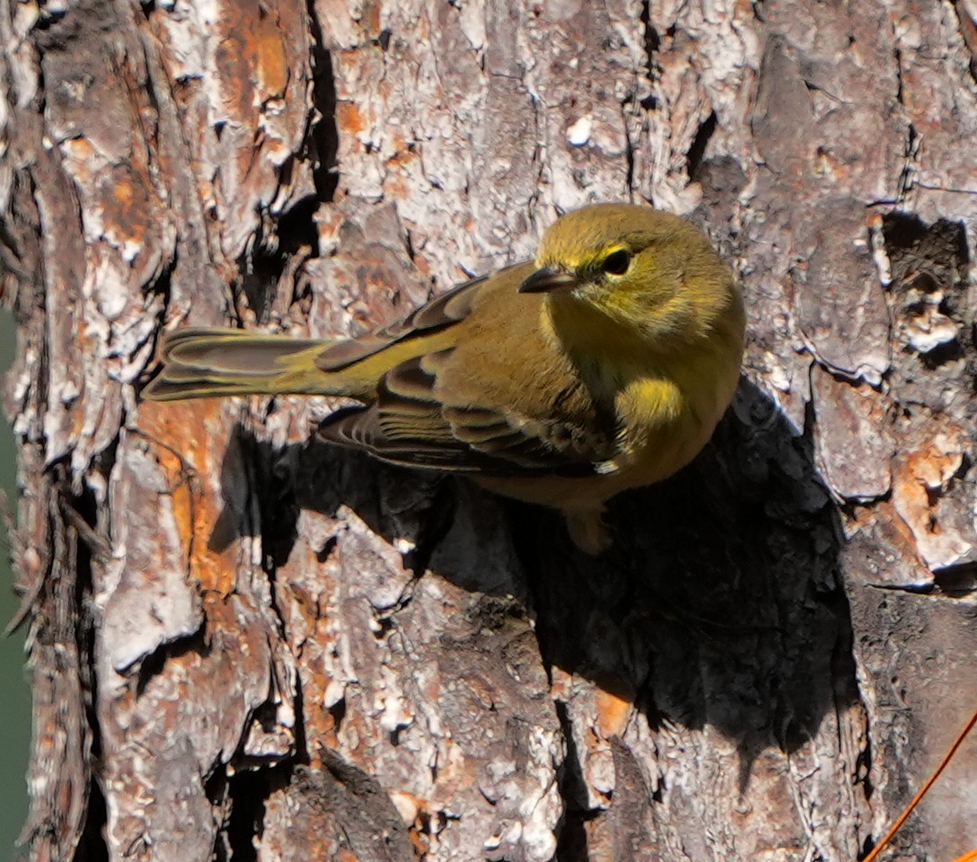 סבכון אורנים - ML645186001