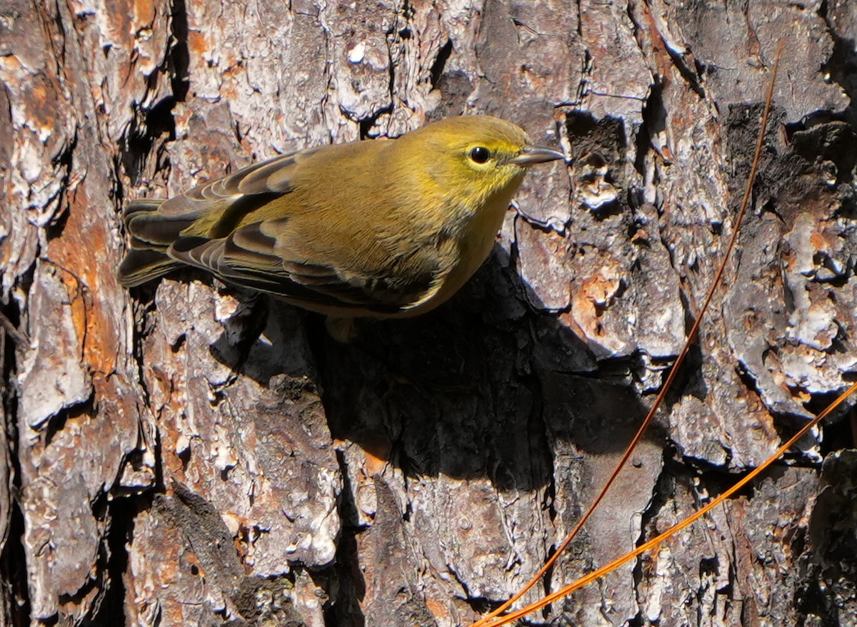 סבכון אורנים - ML645186005
