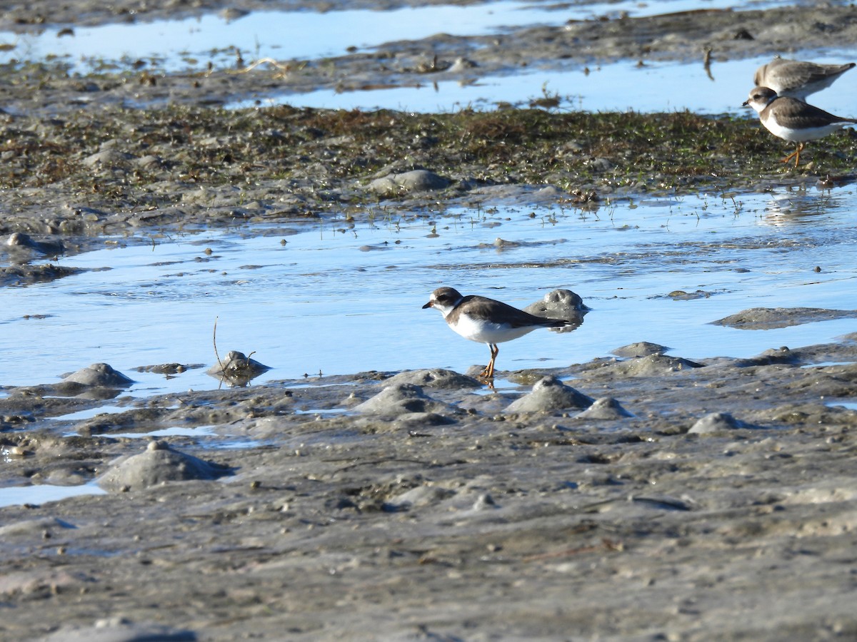 Semipalmated Plover - ML645186007