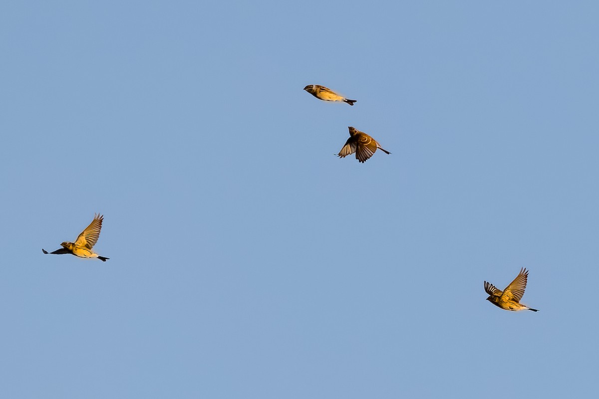 Подорожник лапландський - ML645186012