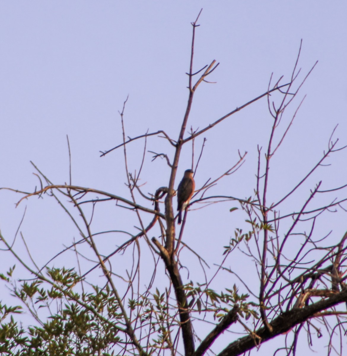 Яструб чорноголовий - ML645186013