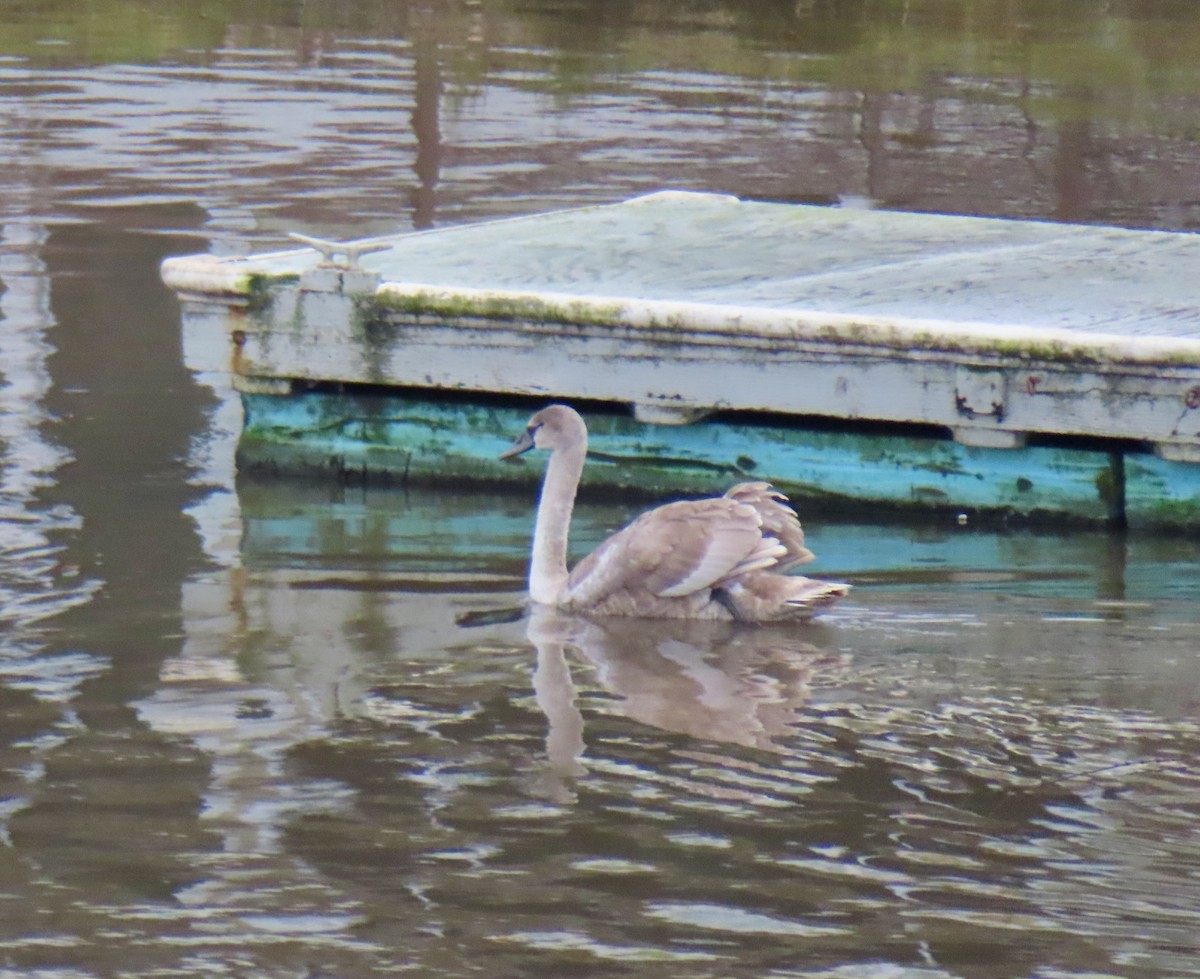 Mute Swan - ML645186016