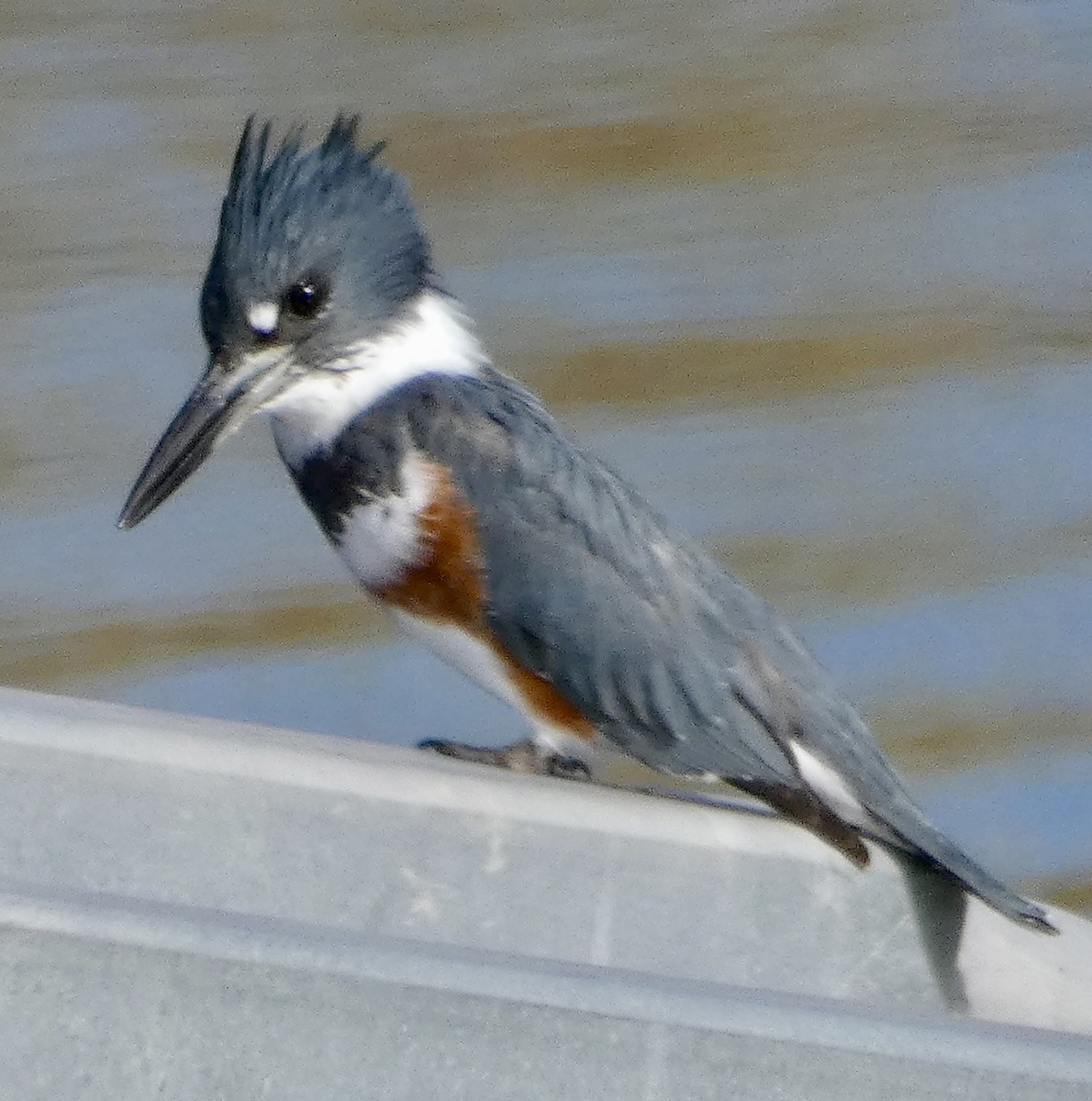 Опоясанный зимородок - ML645186029