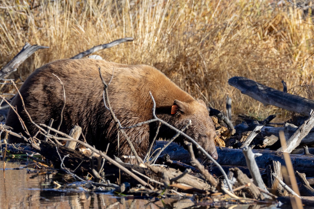 California Black Bear - ML645186045
