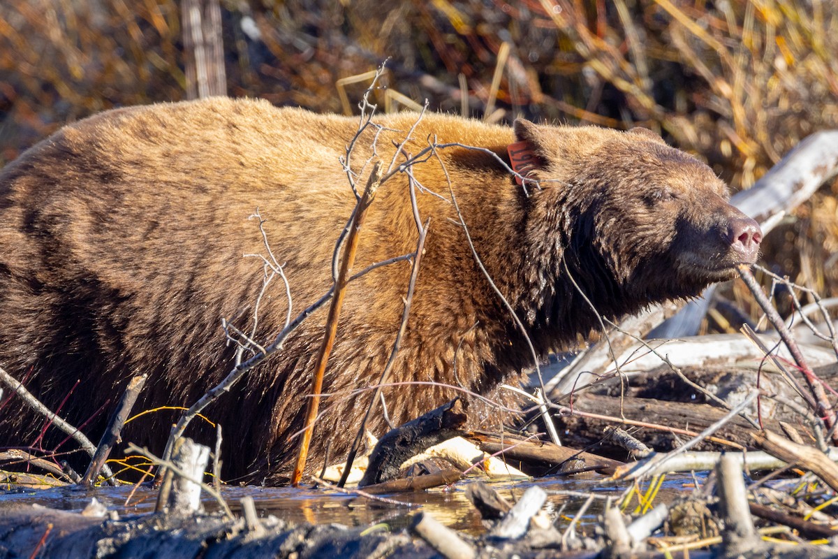 California Black Bear - ML645186046