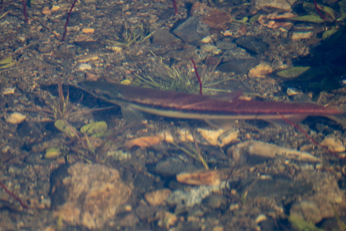 Sockeye Salmon - ML645186048