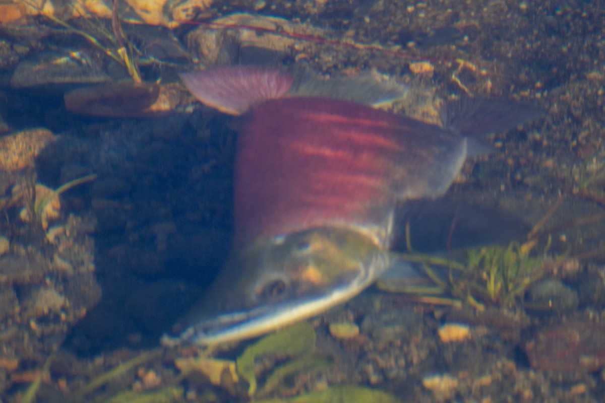 Sockeye Salmon - ML645186049