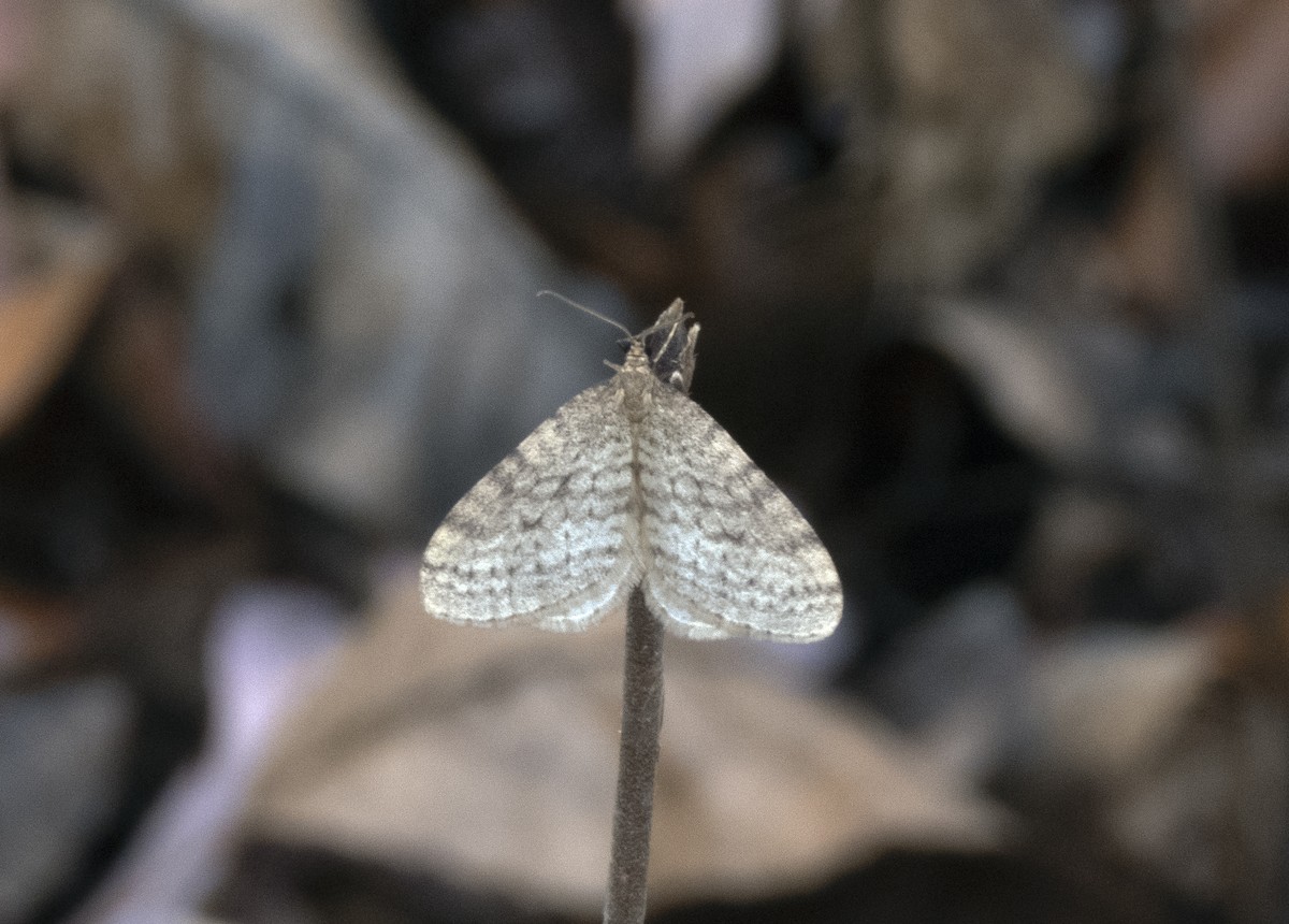 Bruce Spanworm Moth - ML645186052