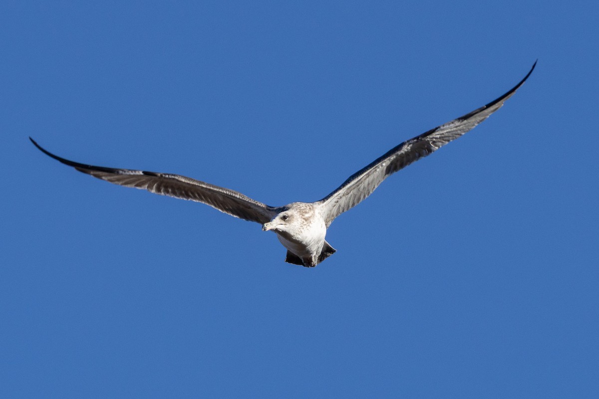 California Gull - ML645186058