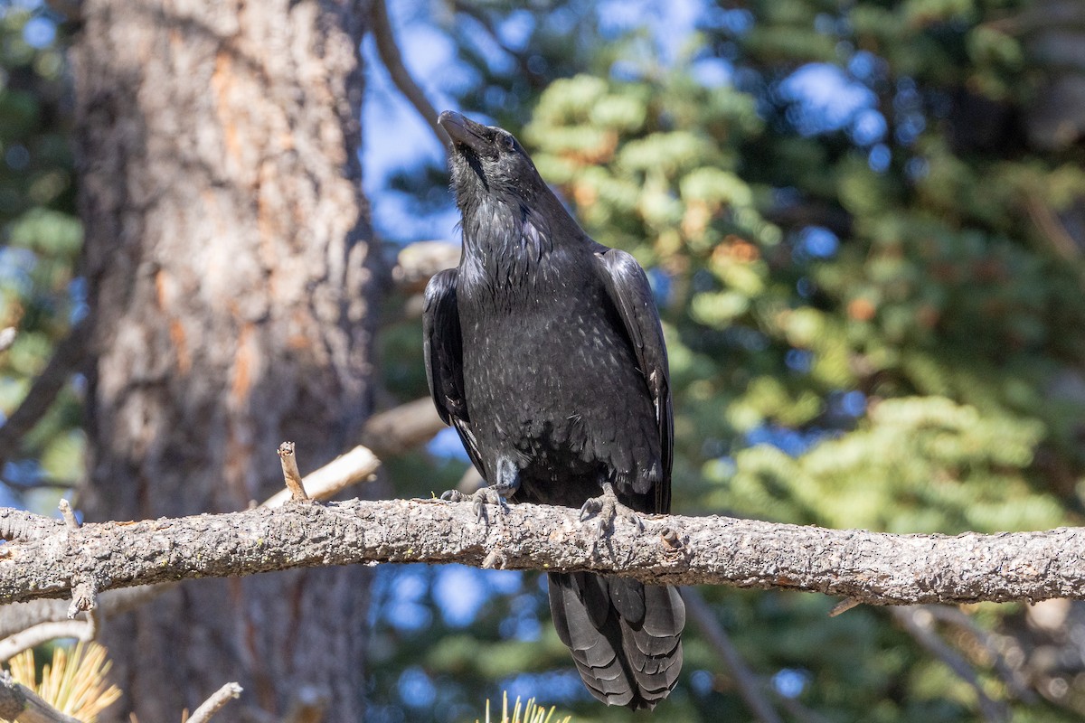 Common Raven - ML645186060