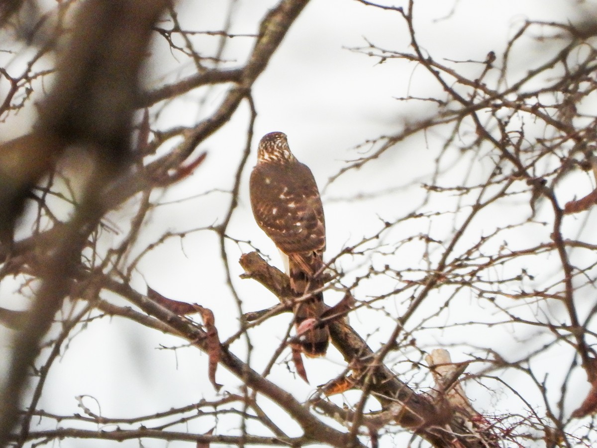 Яструб чорноголовий - ML645186067