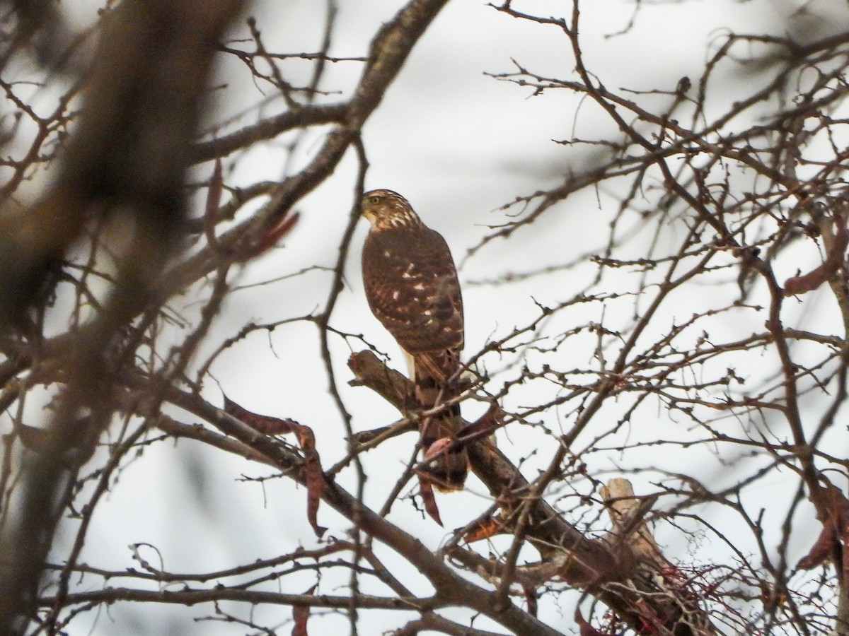 Яструб чорноголовий - ML645186068