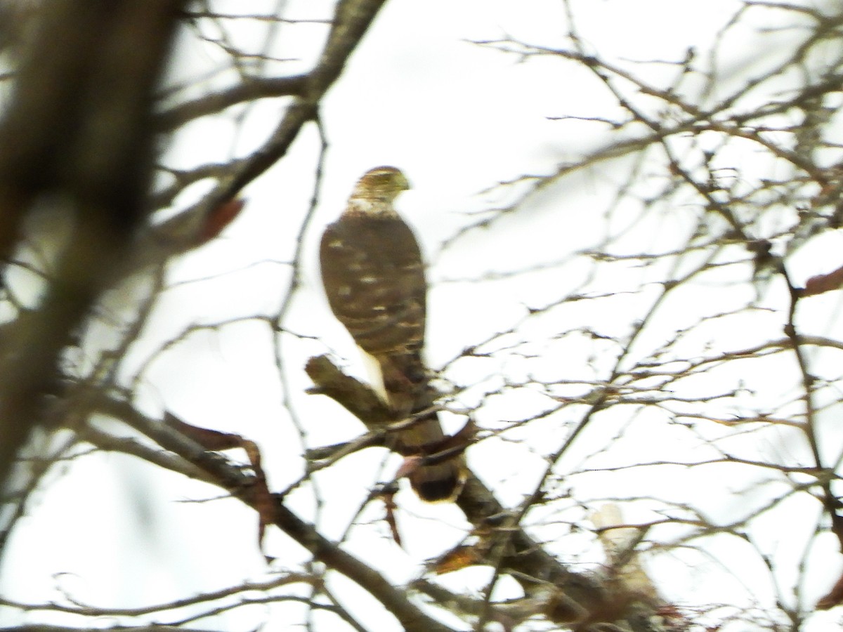 Яструб чорноголовий - ML645186069