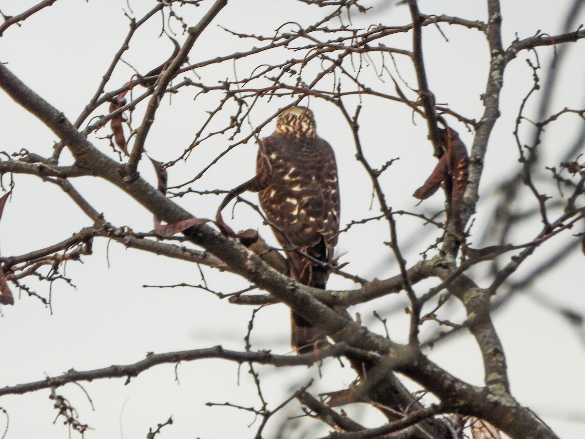 Яструб чорноголовий - ML645186070