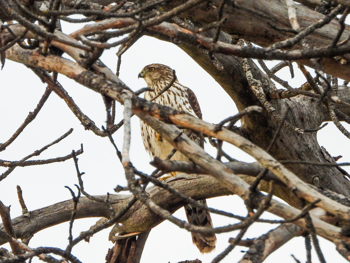 Яструб чорноголовий - ML645186071