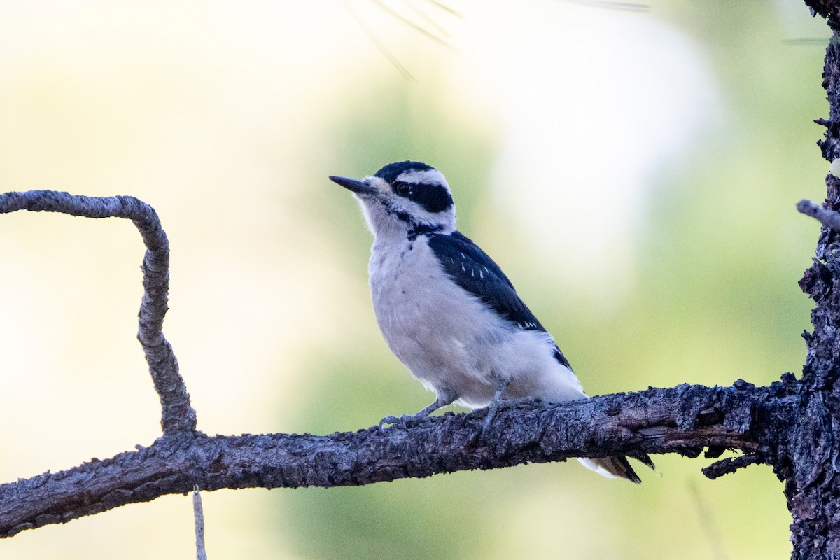 Hairy Woodpecker - ML645186073