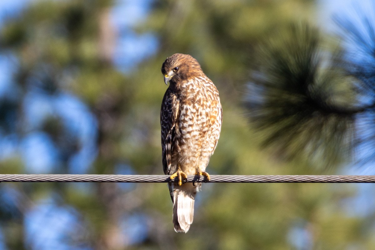 Red-shouldered Hawk - ML645186076