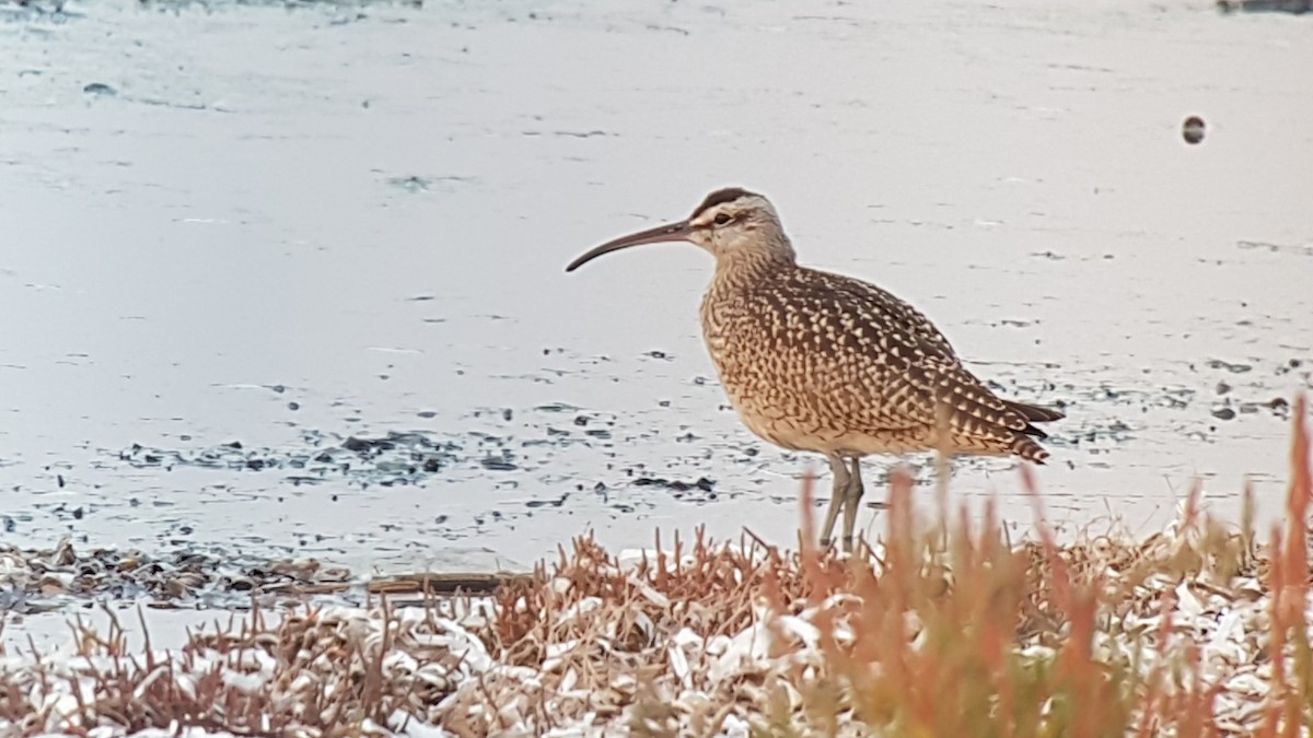 Hudsonian Whimbrel - ML645186079