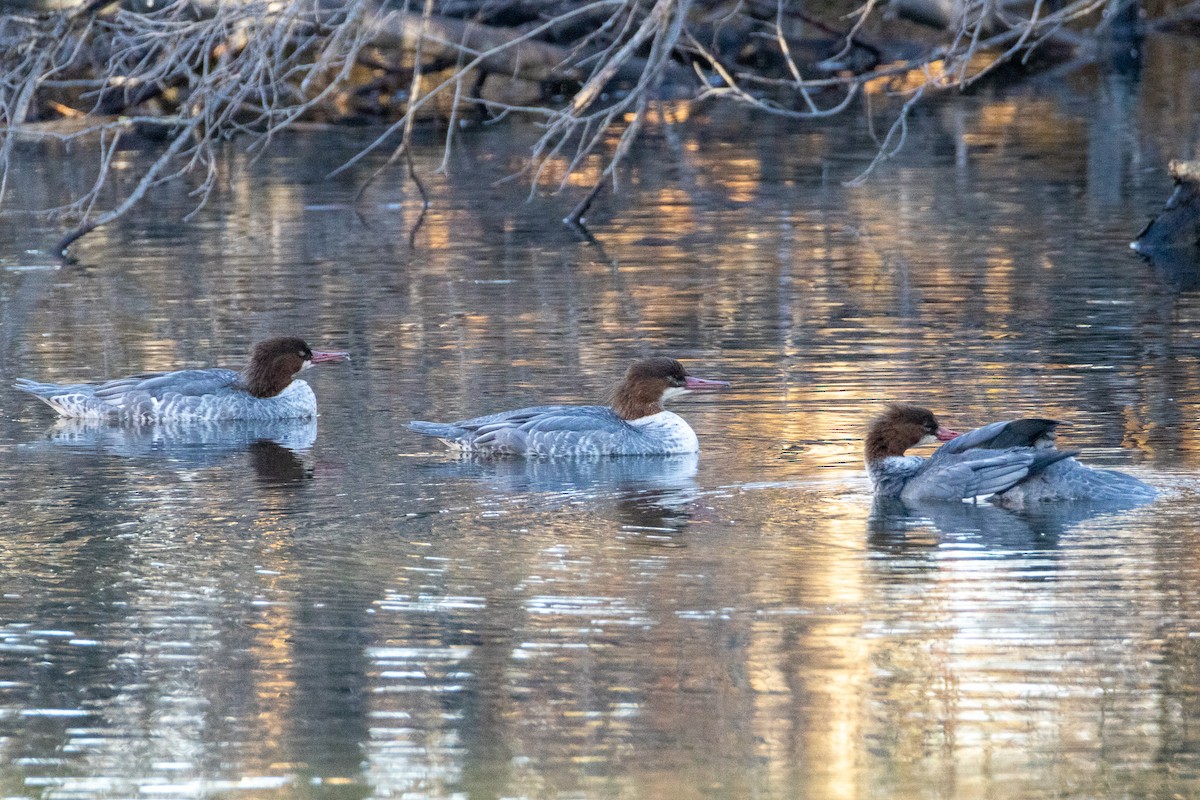 Common Merganser - ML645186112