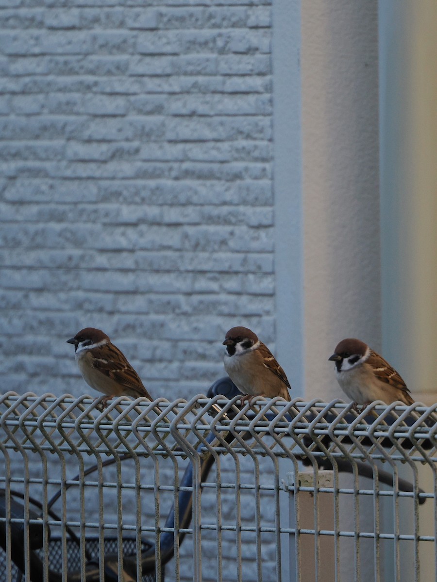 Gorrión Molinero - ML645186161