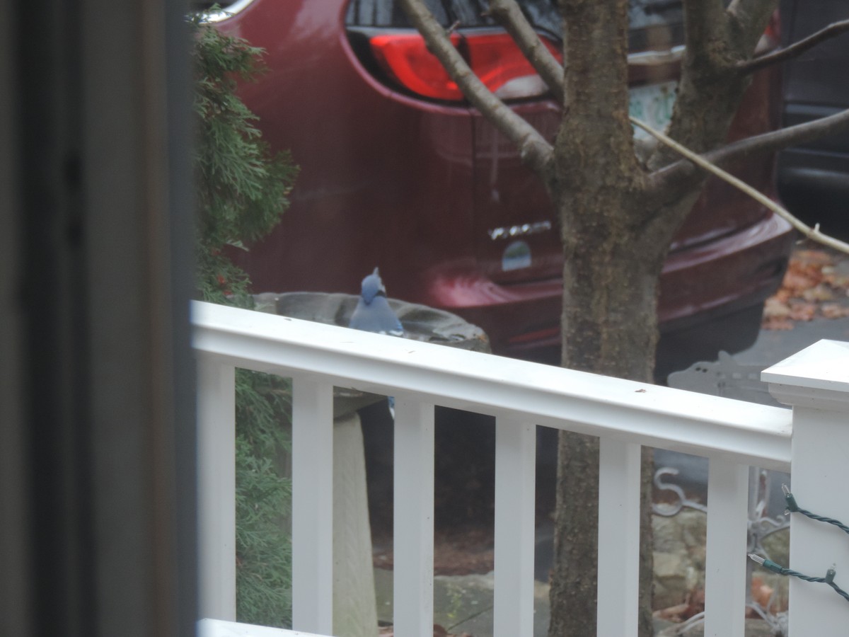 Geai bleu - ML645186168