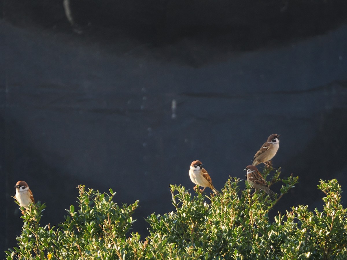 Gorrión Molinero - ML645186171