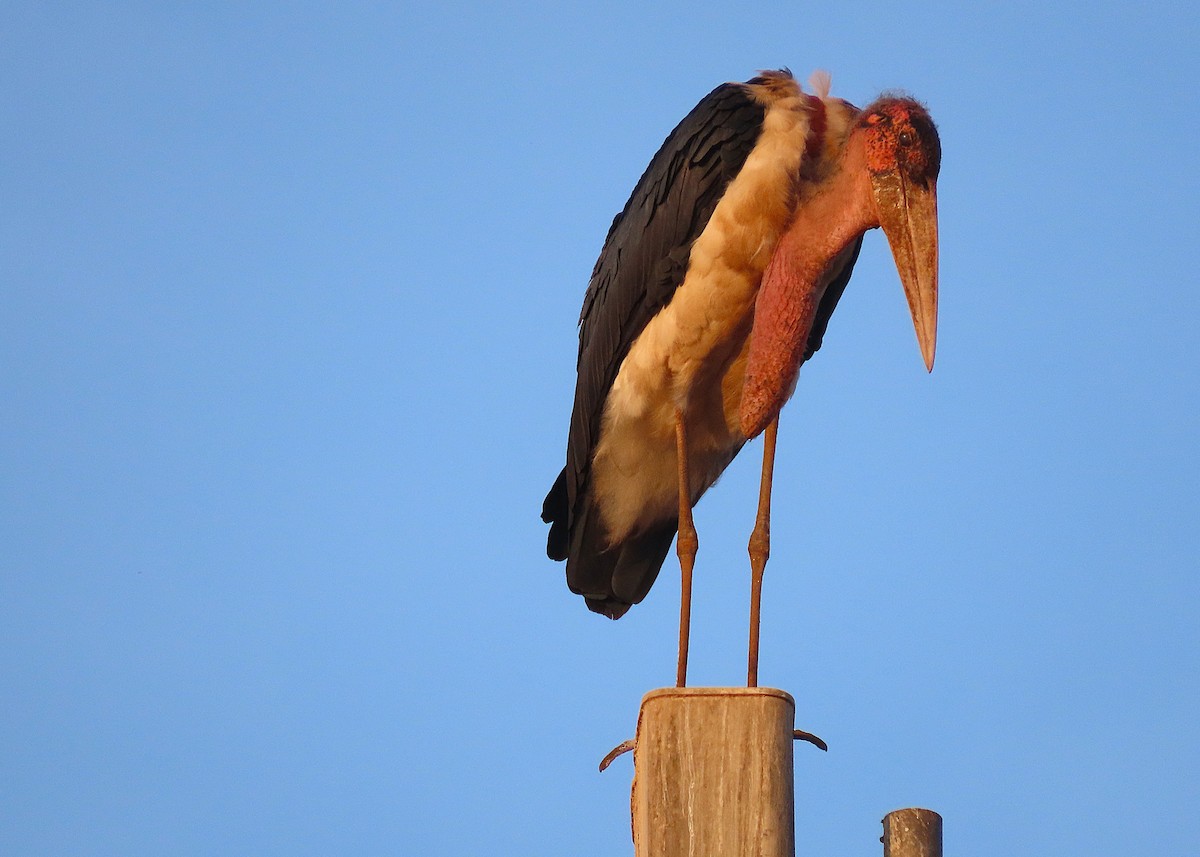 Marabou Stork - ML645186194