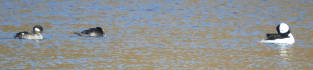 Bufflehead - ML645186199