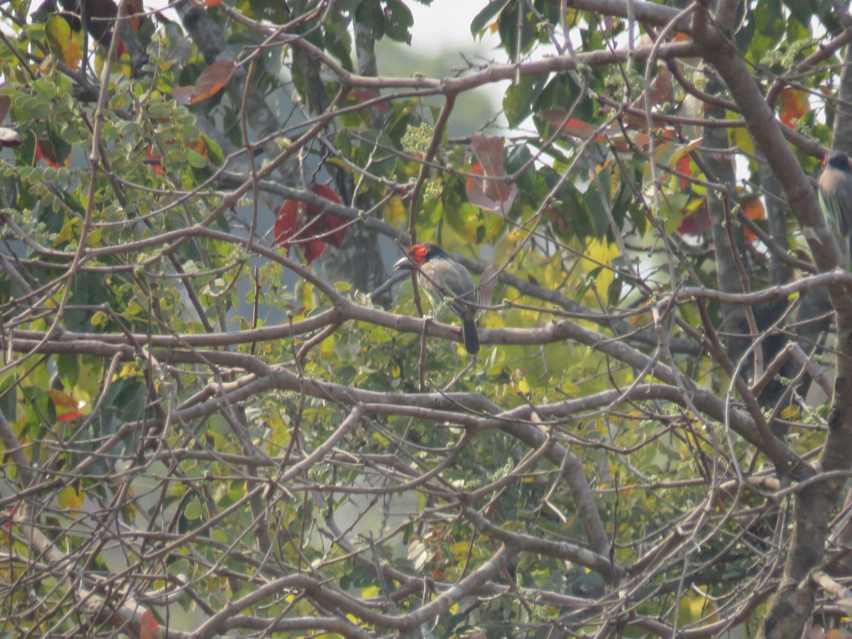 Black-collared Barbet - ML645186222