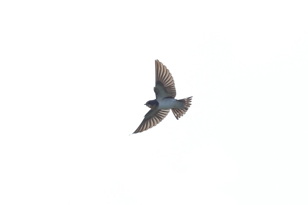 Bank Swallow - ML645186226