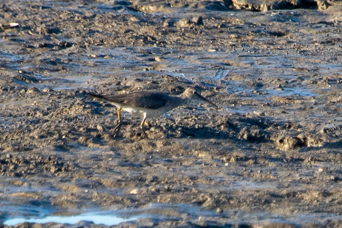 Gray-tailed Tattler - ML645186235