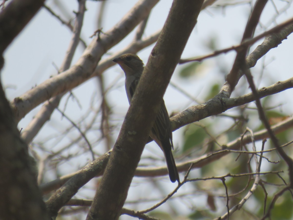 Lesser Honeyguide - ML645186241
