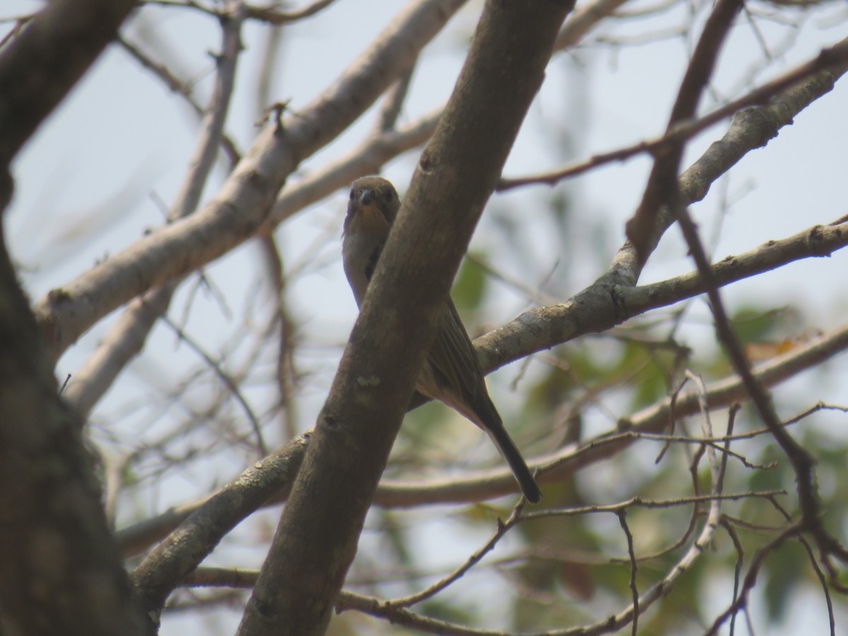 Lesser Honeyguide - ML645186242