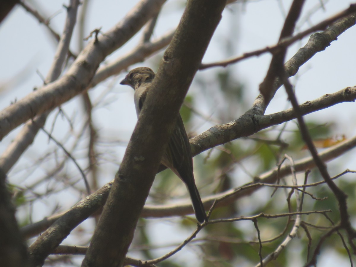 Lesser Honeyguide - ML645186243