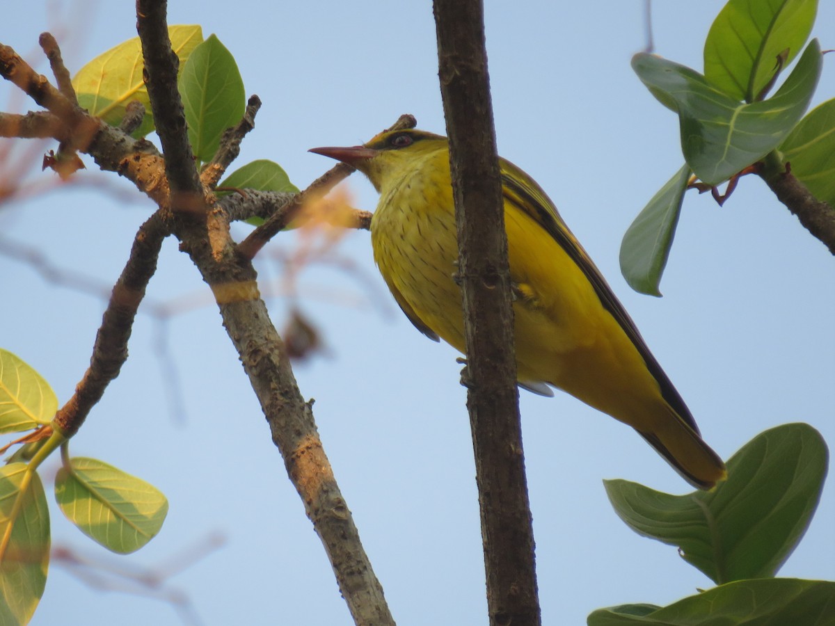 Вивільга золота - ML645186251