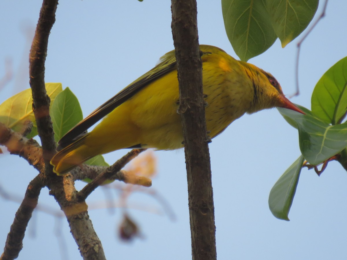 Вивільга золота - ML645186252