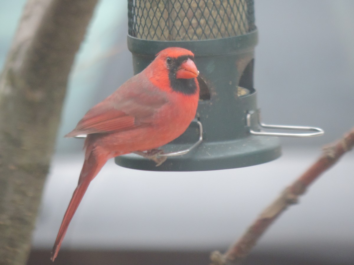 Northern Cardinal - ML645186269