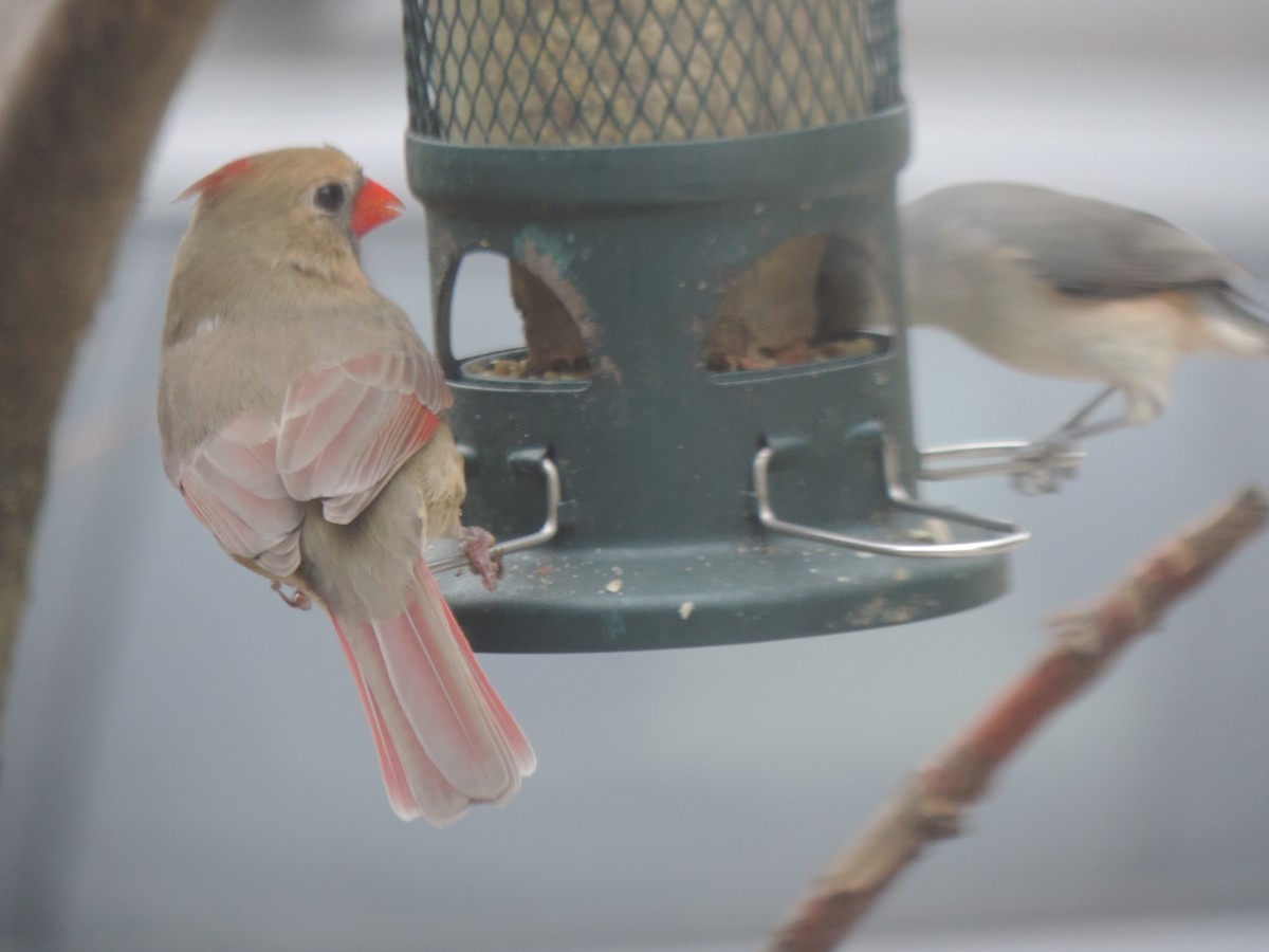 Northern Cardinal - ML645186276