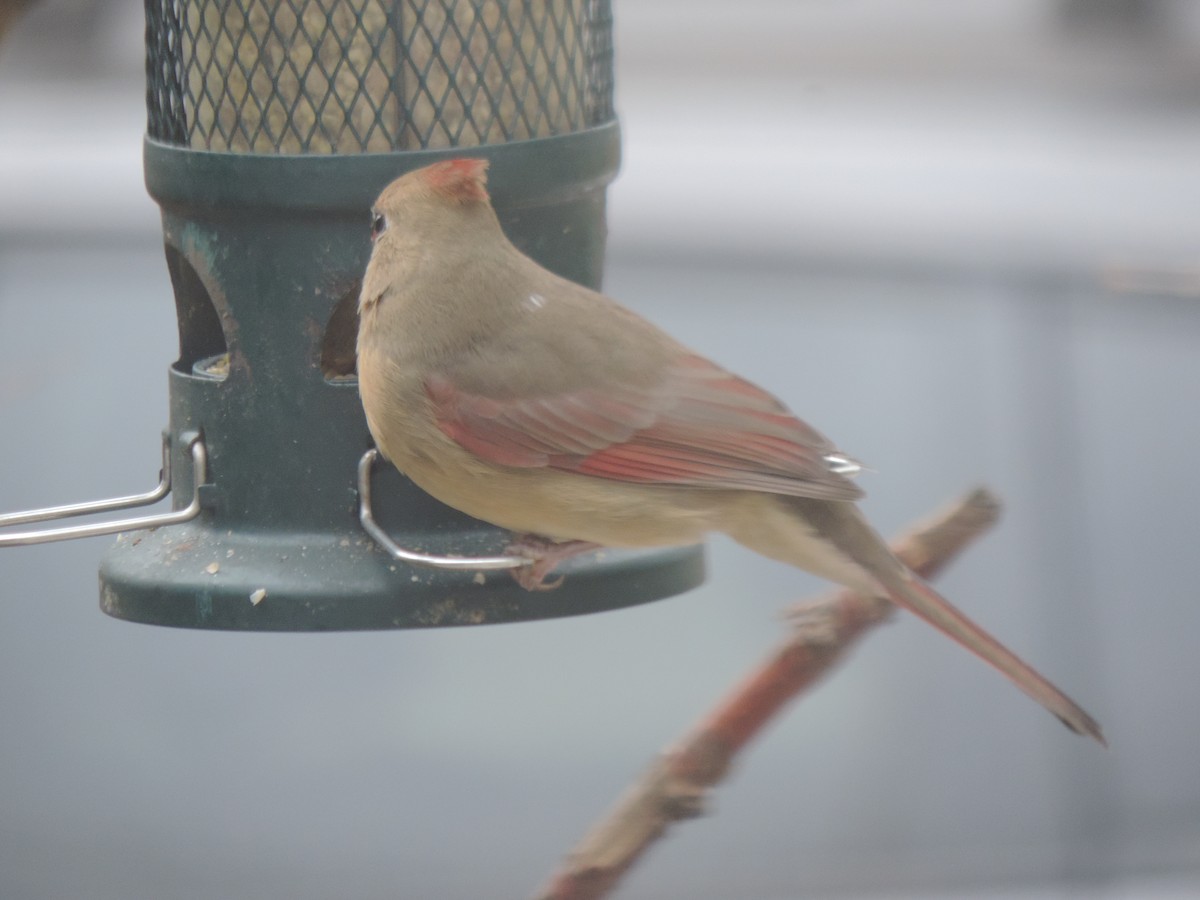 Northern Cardinal - ML645186277