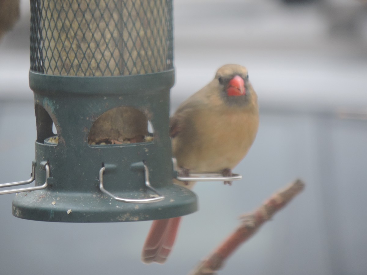 Northern Cardinal - ML645186278