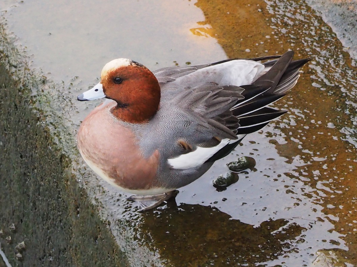 Eurasian Wigeon - ML645186287