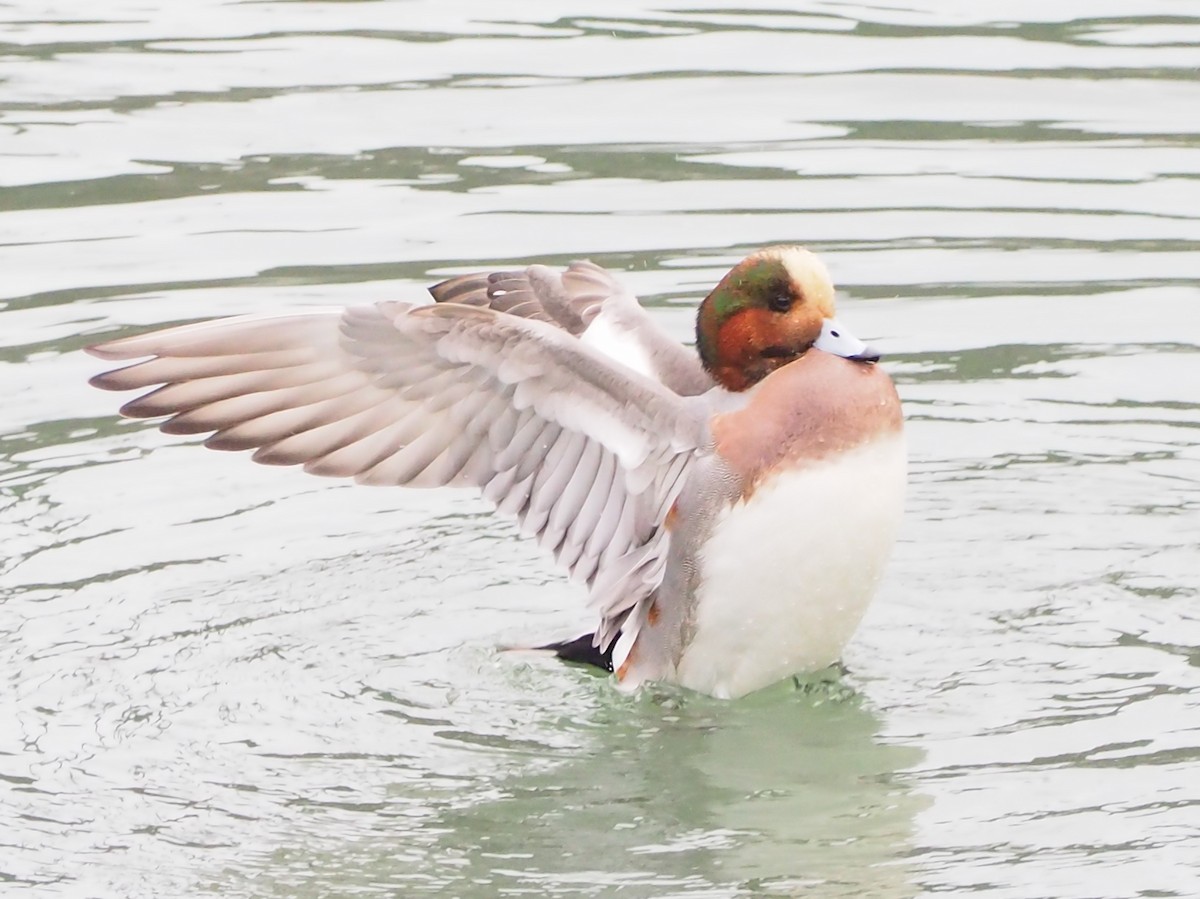 Eurasian x American Wigeon (hybrid) - ML645186290