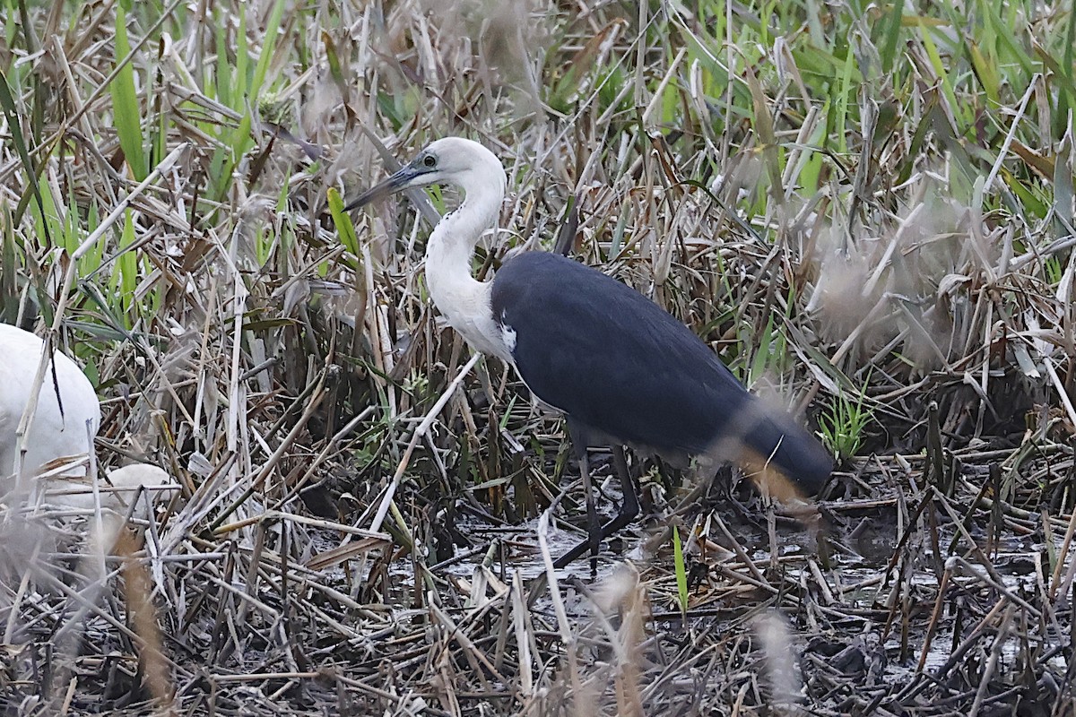 Pacific Heron - ML645186291