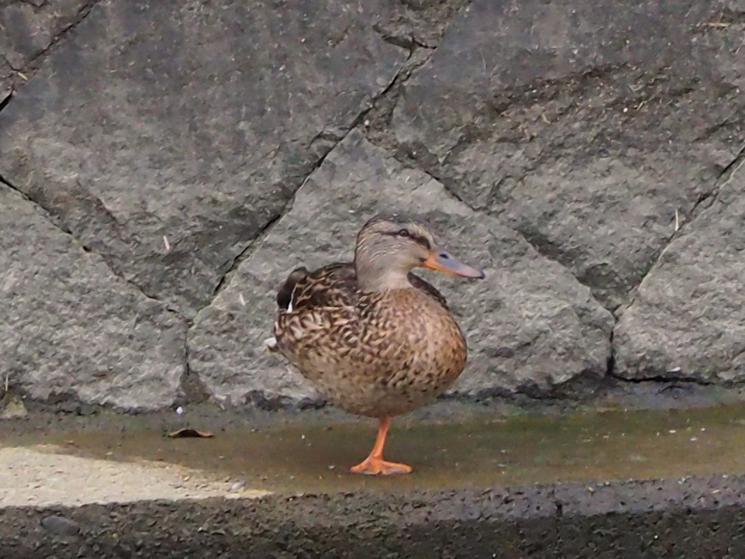 Eastern Spot-billed Duck x Mallard (hybrid) - ML645186300