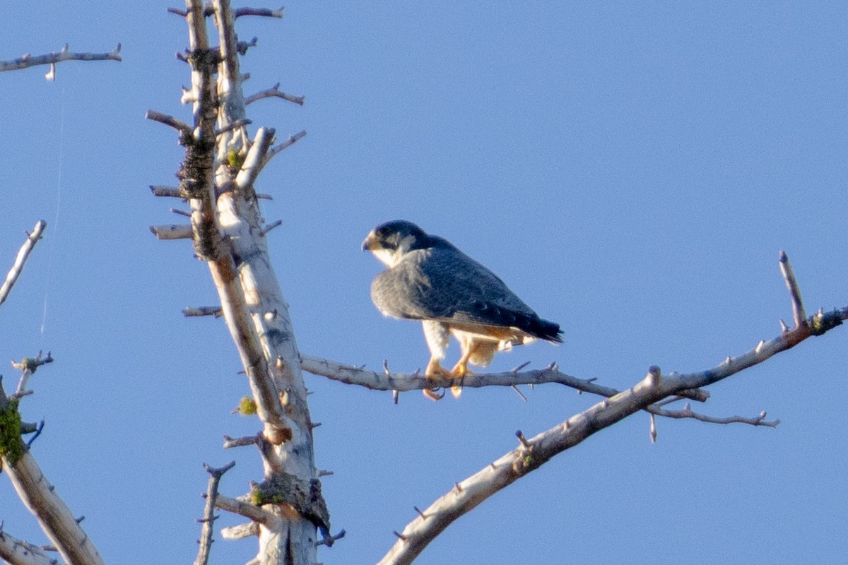 Peregrine Falcon - ML645186333
