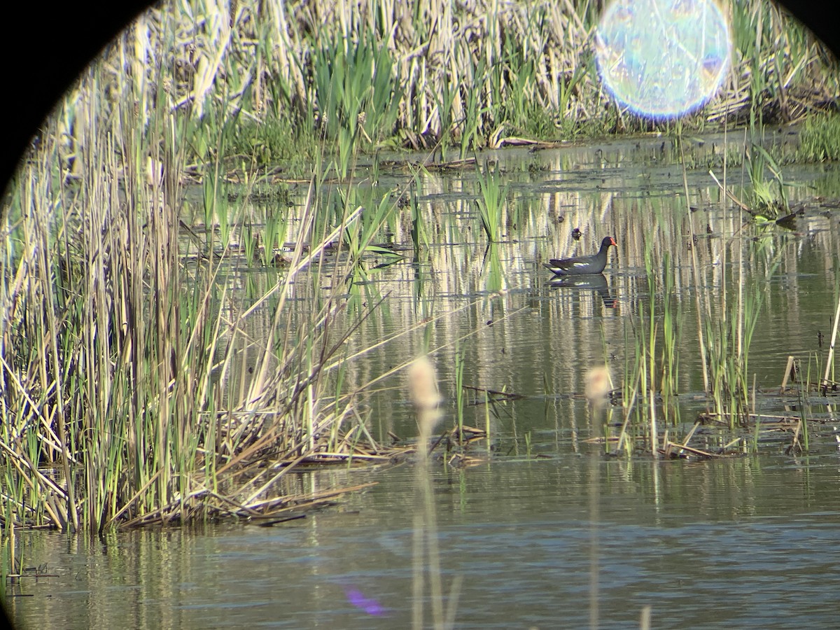 Common Gallinule - ML645186340