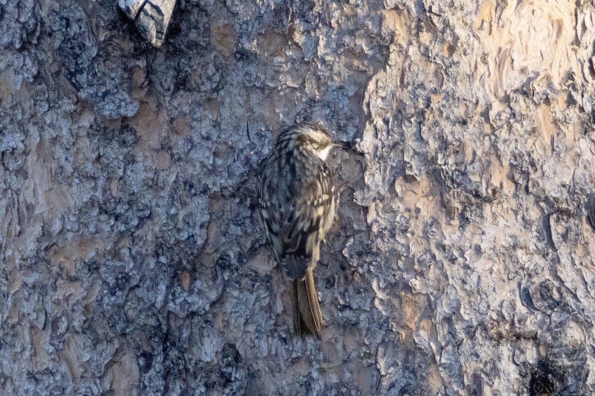 Brown Creeper - ML645186342